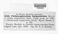 Image of Rutstroemia bulgarioides